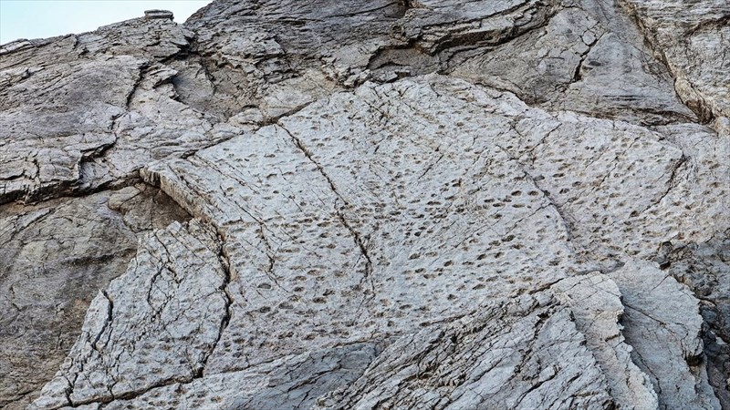 کشف فسیل‌های دایناسور در نزدیکی محل برگزاری المپیک میلان کورتینا